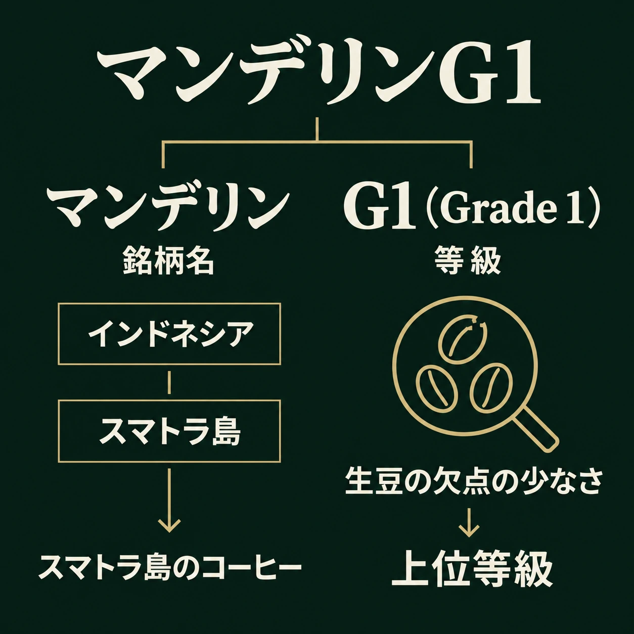 マンデリンはスマトラ島のコーヒー銘柄、G1は生豆の欠点の少なさによる上位等級を示す図解